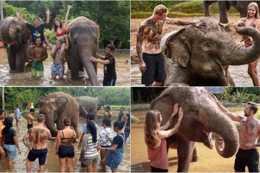 Diversion De Barro De Elefante