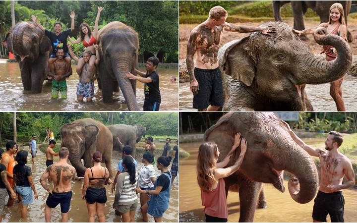 Diversion De Barro De Elefante