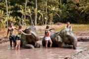 Diversion De Barro De Elefante